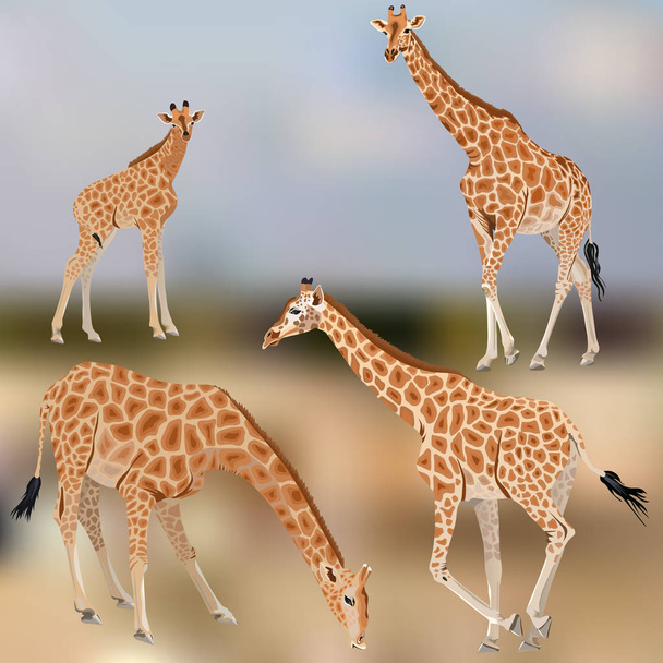 A set of giraffes and a giraffe cub - Vector, Image