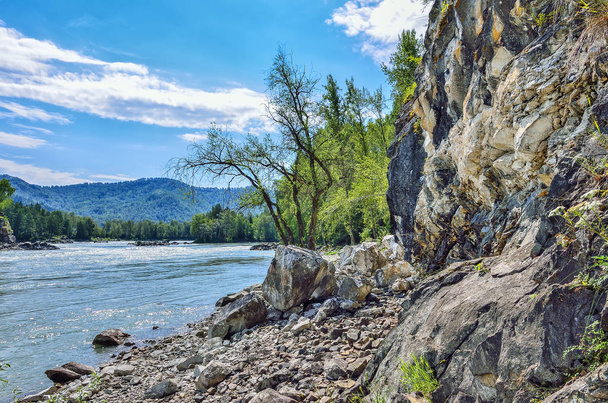 Summer landscape on the rocky bank of rapid siberian river Katun - Photo, Image