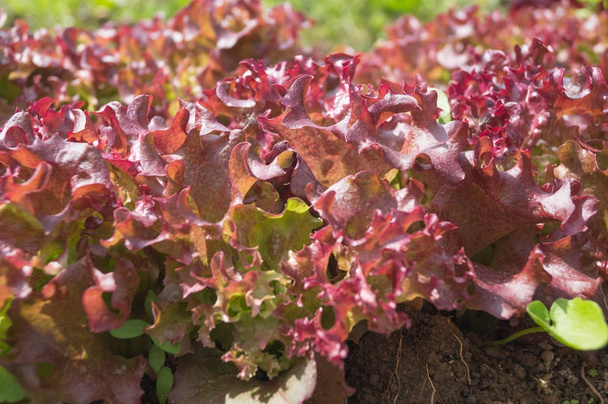 Το top view closeup ενός φυτού καταπράσινο κόκκινο μαρούλι καλλιέργεια στον κήπο - Φωτογραφία, εικόνα