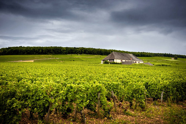 Chateau szőlőültetvények, Burgundia, Franciaország - Fotó, kép