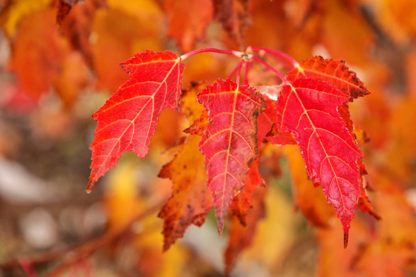 Close-up of red amur maple tree leaves - 写真・画像