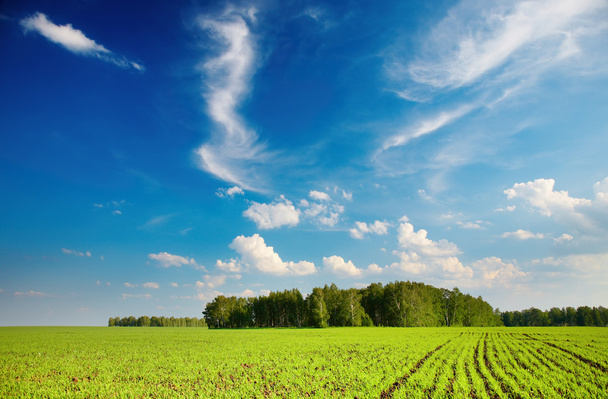 groen veld en blauwe lucht - Foto, afbeelding