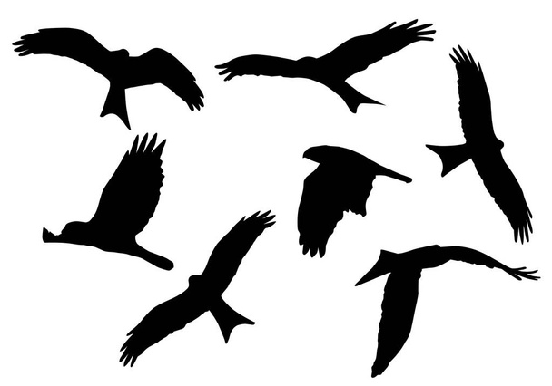 Set of realistic vector illustrations of silhouettes of flying birds of prey isolated on white background - Vector, Image