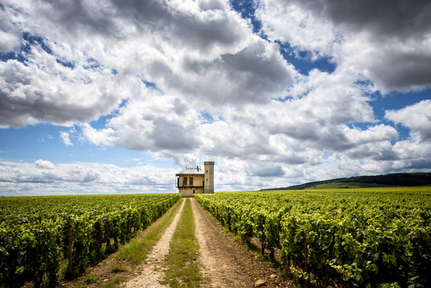 ブルゴーニュ、フランスのブドウ畑とシャトー - 写真・画像