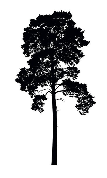 Vector realistic silhouette of coniferous tree isolated - Vector, Image