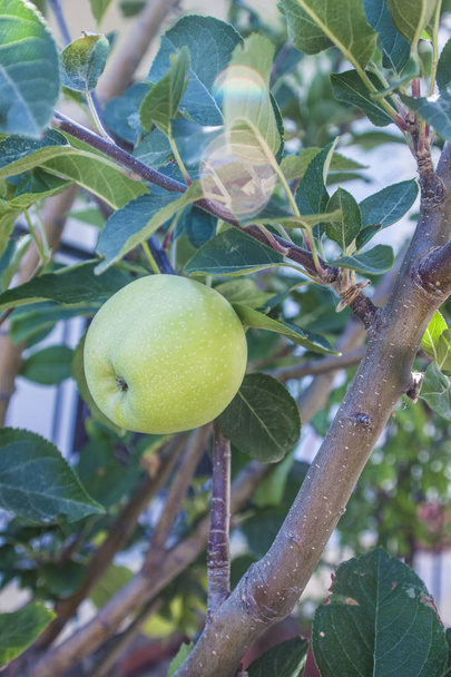 Jablko, jablečná pozadí jednotka izolovat - Fotografie, Obrázek