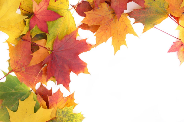 autumn background - Foto, immagini