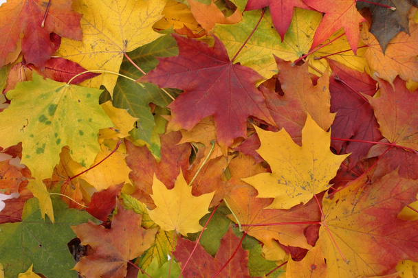 Színes őszi háttér - Fotó, kép
