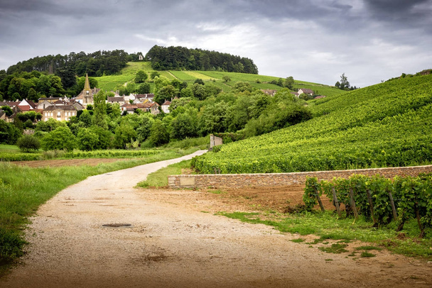 Borgogna. Strada nei vigneti che conduce al villaggio di Pernand-Vergelesses in Cte de Beaune. Francia
 - Foto, immagini
