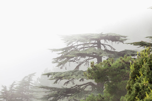 Cedar van Libanon Cedrus libani bos in de nevel en mist in de buurt van de berg Tahtali in Turkije. Zeldzame en bedreigde soorten van bomen - Foto, afbeelding