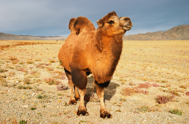 Kamel - Foto, Bild