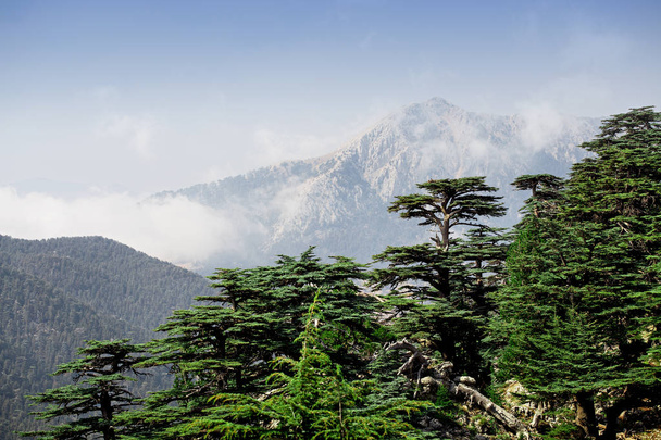Редкие и находящиеся под угрозой исчезновения ливанские кедровые леса на горе Тахтали в Турции
 - Фото, изображение