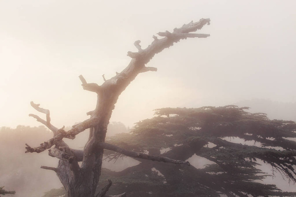Bosque de cedro turco en fuerte niebla y niebla al atardecer
 - Foto, imagen