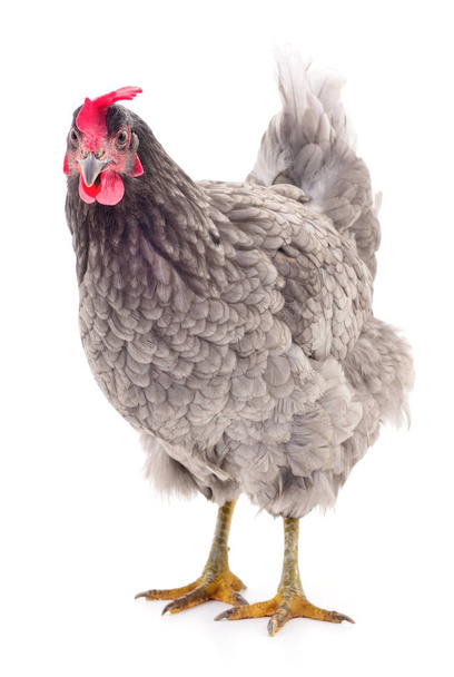 Grey hen isolated. - Photo, Image