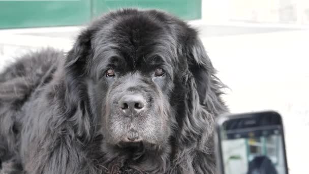 Grote zwarte hond wordt gefotografeerd met smartphone - Video