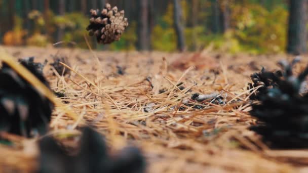 Dalende dennenappel op fir takken in het bos - Video