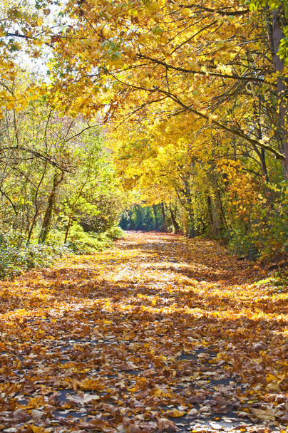 Путь осенних деревьев в парке с перспективой
 - Фото, изображение