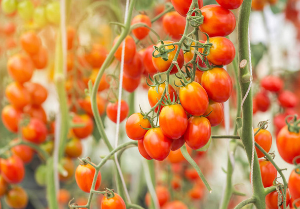 Kırmızı kiraz domates büyüyen organik tarım kapatın  - Fotoğraf, Görsel