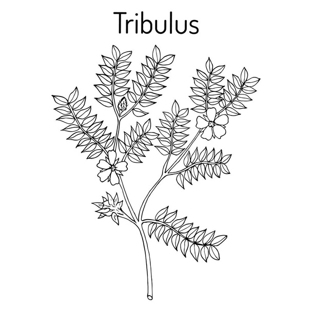 Bullhead Tribulus terrestris , medicinal plant - Vektor, obrázek