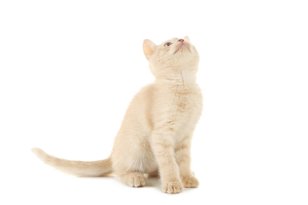Ginger cute kitten - Фото, изображение