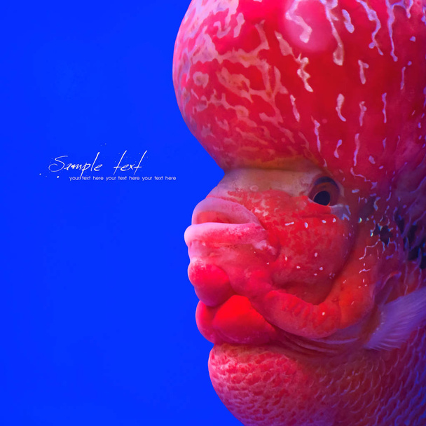 Close up cichlid fish - Photo, Image