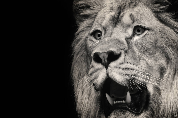 oroszlán és a fogak - Fotó, kép