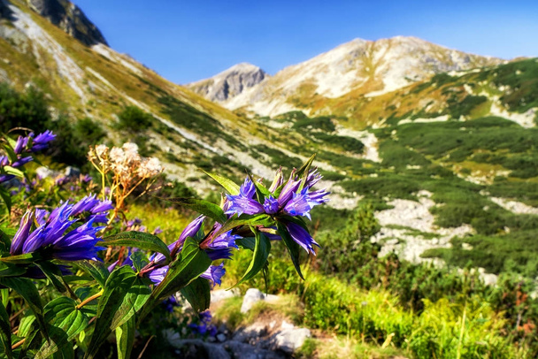 Fiori viola in West Tatra, Slovacchia
 - Foto, immagini