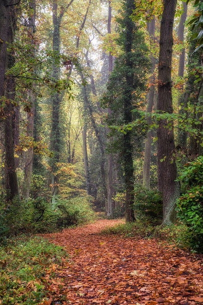 Empty forest path - Фото, зображення