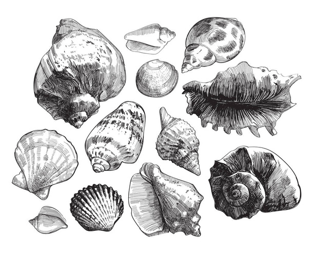 Sea shells sketch set - Vector, afbeelding