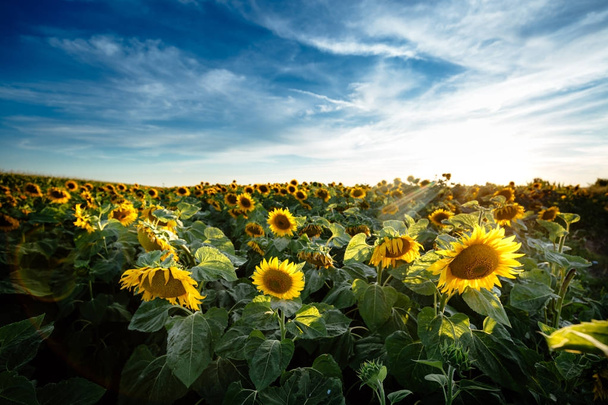 Beautiful sunflowers in field - Photo, Image