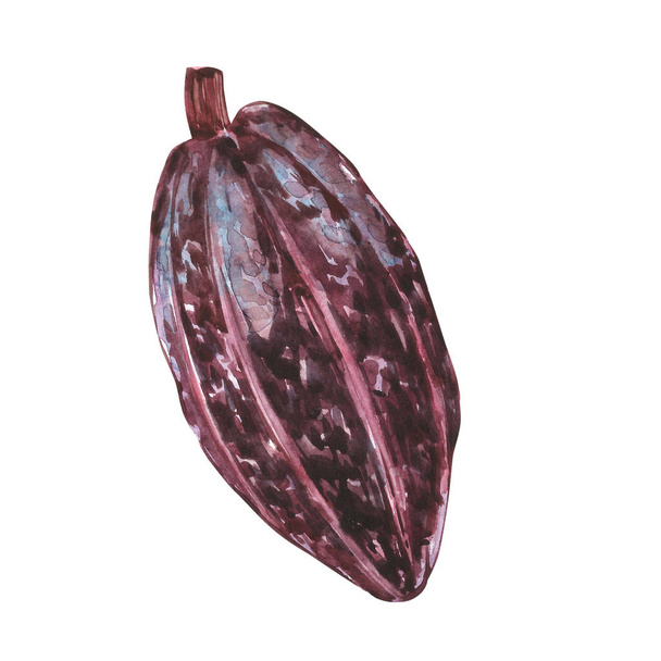 Set of botanical illustration. Watercolor cocoa bean collection isolated on white background. Hand drawn exotic cacao plants - Fotografie, Obrázek
