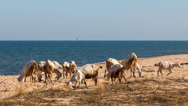 kozy na plaży - Zdjęcie, obraz