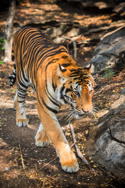 tigre de bengala descansando en el zoológico
 - Foto, imagen