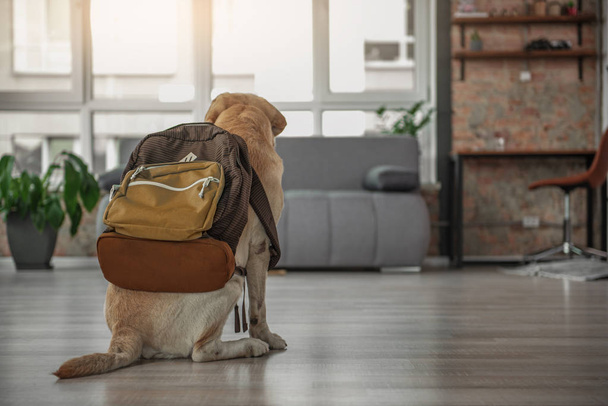 Labrador with baggage situating in room - Fotó, kép