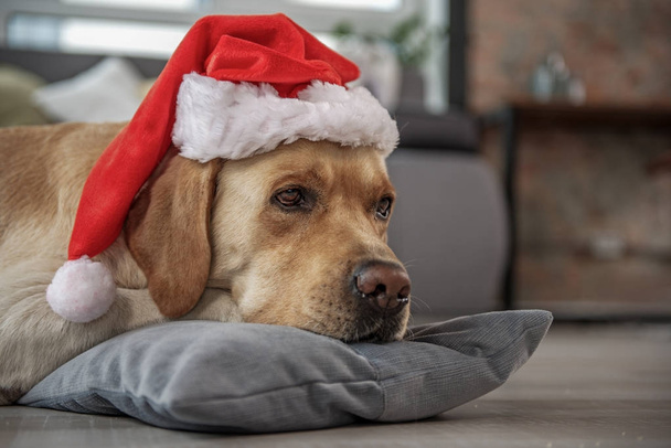 Serene labrador wearing christmas hat - Foto, immagini