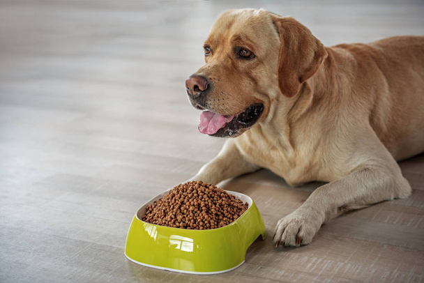 Happy dog tasting delicious meal - Foto, imagen