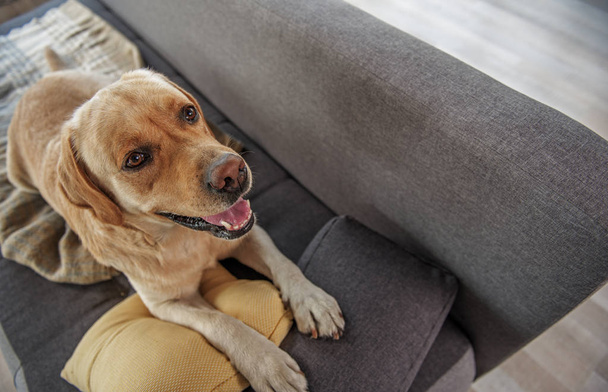 Cheerful labrador lying on cozy sofa - Fotoğraf, Görsel
