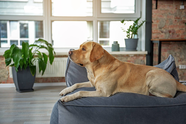 Serious dog lying on comfortable sofa - Foto, Bild