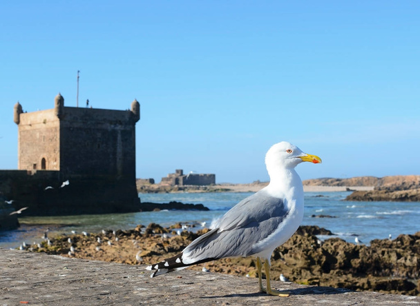 Seagull in Essaouira Morocco - 写真・画像
