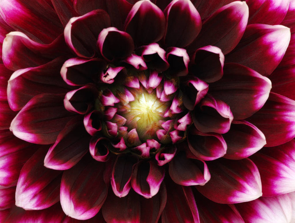 flower and beautiful petals - Valokuva, kuva