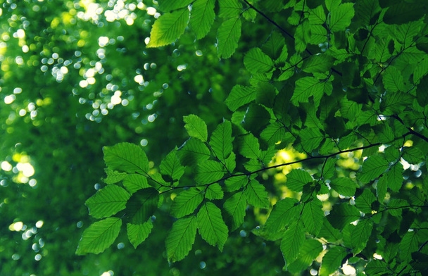 Green leaves on the green  - Foto, afbeelding
