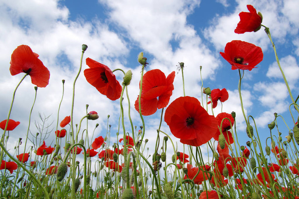 Red poppies on field - Photo, Image