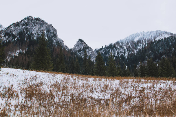 Invierno montaña paisaje hierba en frente
 - Foto, imagen