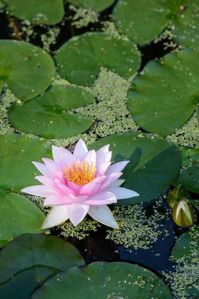 Lily on lake - Фото, изображение