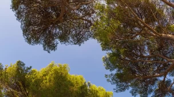 Pinienhain und klarer Himmel, rotierender Blick von unten  - Filmmaterial, Video