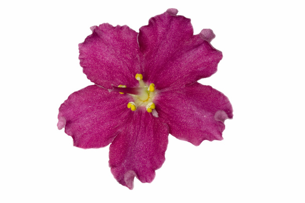 Violeta aislada roja
 - Foto, imagen