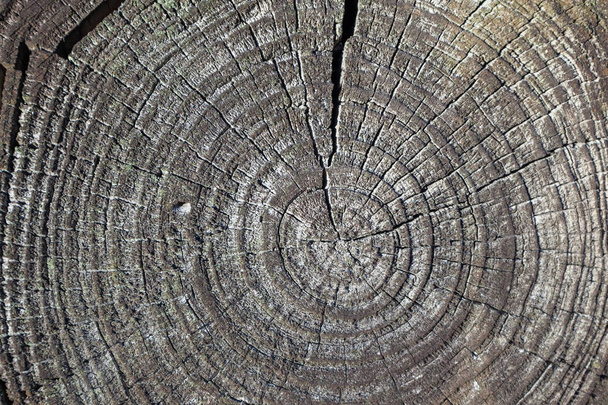 Stare drzewa wyciąć - Zdjęcie, obraz