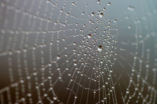 yağmur damlaları ile örümcek ağı - Fotoğraf, Görsel