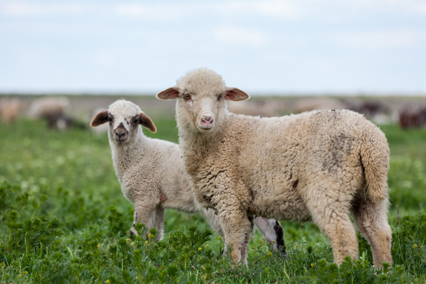 Две овцы на лугу
 - Фото, изображение