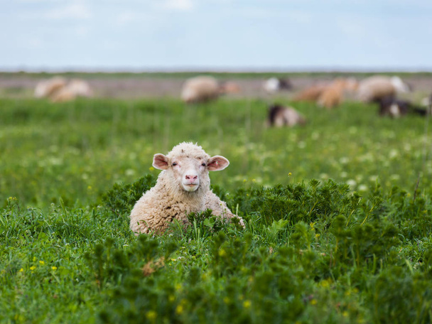 Schafe auf der Weide - Foto, Bild
